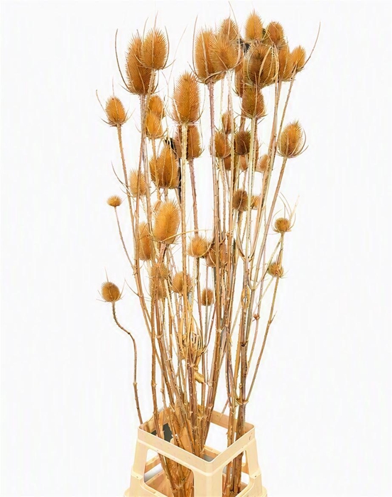<h4>Kaardebol 125cm Natural P/st</h4>