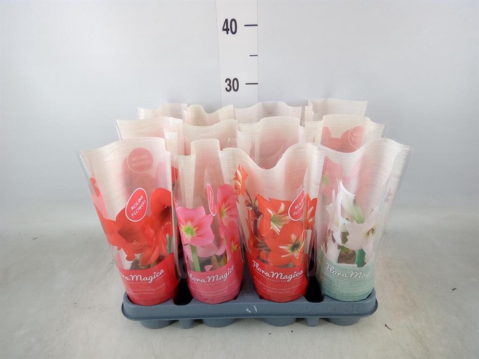 <h4>Hippeastrum ...</h4>