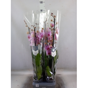 Phalaenopsis  'Ant Washington'
