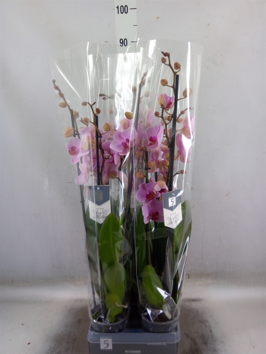 <h4>Phalaenopsis  'Ant Washington'</h4>