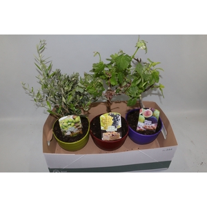 PLANTEN OV