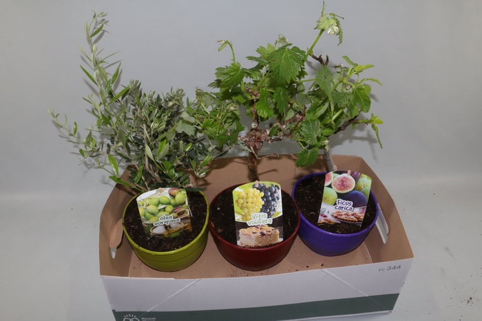 <h4>PLANTEN OV</h4>