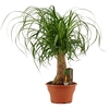 Beaucarnea recht 19 cm schaal