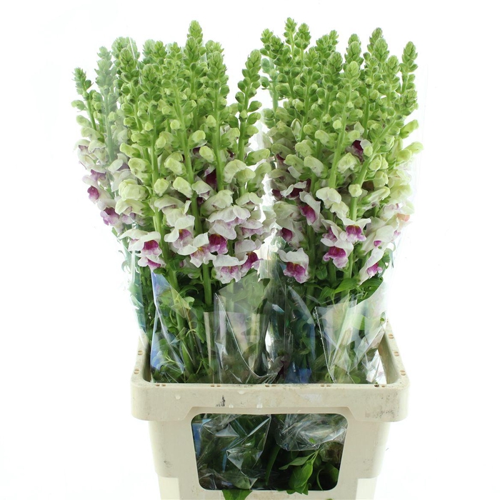 <h4>Antir Op Bicolour</h4>