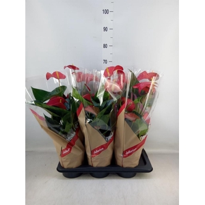 Anthurium andr. 'Red Bull'