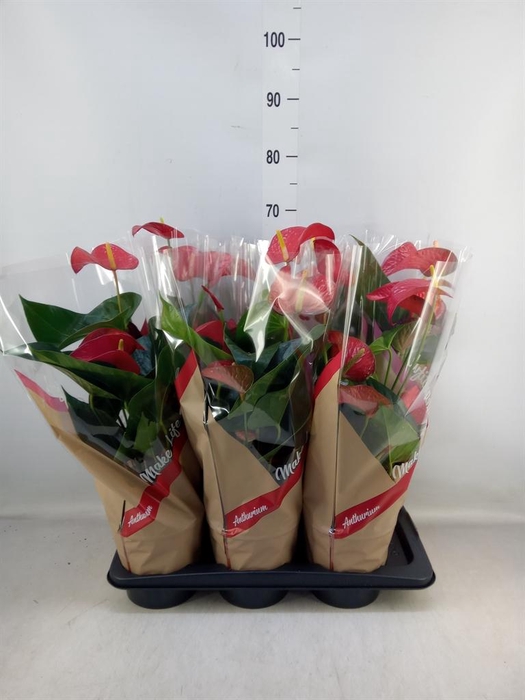 <h4>Anthurium andr. 'Red Bull'</h4>