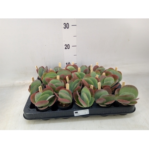 Kalanchoe NF thyrsiflora