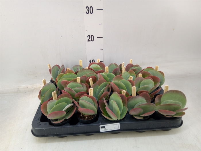 <h4>Kalanchoe NF thyrsiflora</h4>