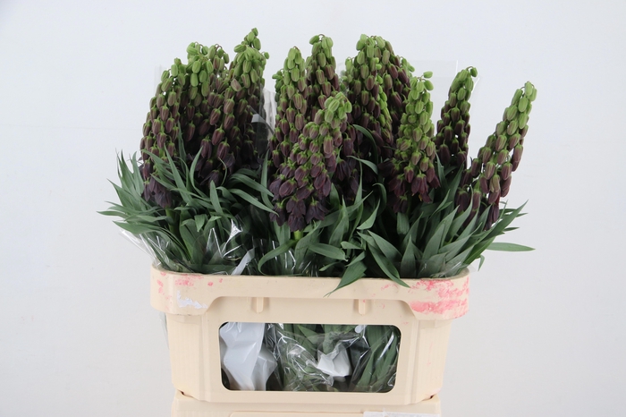 <h4>FRIT PERSICA</h4>