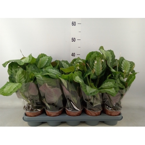Maranta leuc.   ...