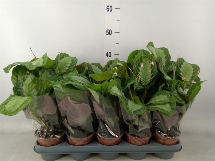 <h4>Maranta leuc.   ...</h4>