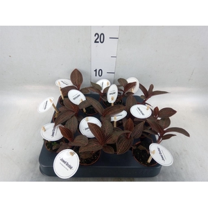 Planten Groen   ...L%