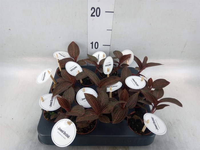 <h4>Planten Groen   ...L%</h4>