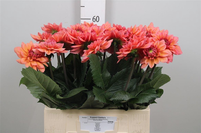 <h4>Dahl Salmon Runner</h4>