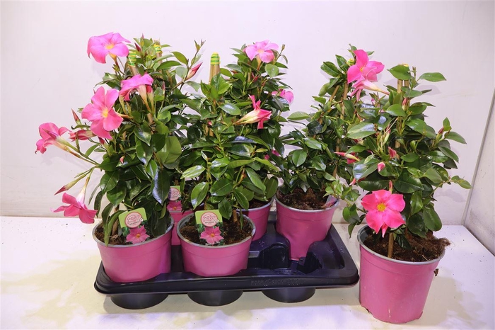 <h4>Mande Rio Pink</h4>