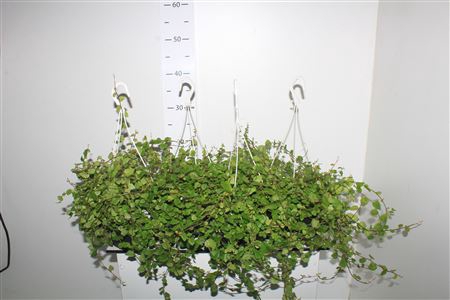 <h4>Fic Pu Green Sunny Hangpot</h4>