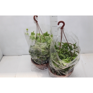 HEDERA VARIADO C21