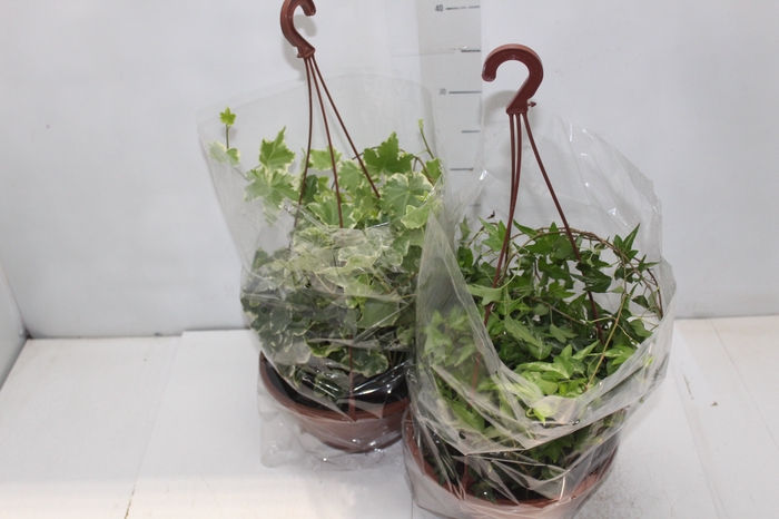 <h4>HEDERA VARIADO C21</h4>