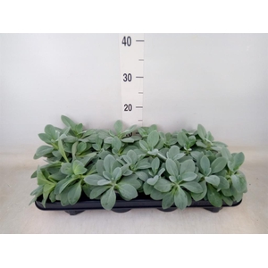 Senecio cephal. 'Mountain Fire'