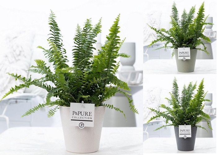 <h4>Nephrolepis Green Lady in P&PURE Ruby ceramics ass.3</h4>