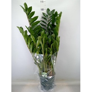 Zamioculcas zamiifolia