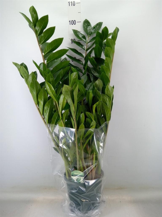 <h4>Zamioculcas zamiifolia</h4>
