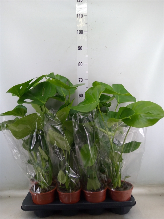 <h4>Monstera delic.</h4>