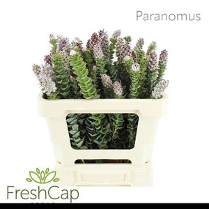 PARANOMUS REFLEXUS
