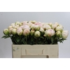 Paeonia Mothers Choice