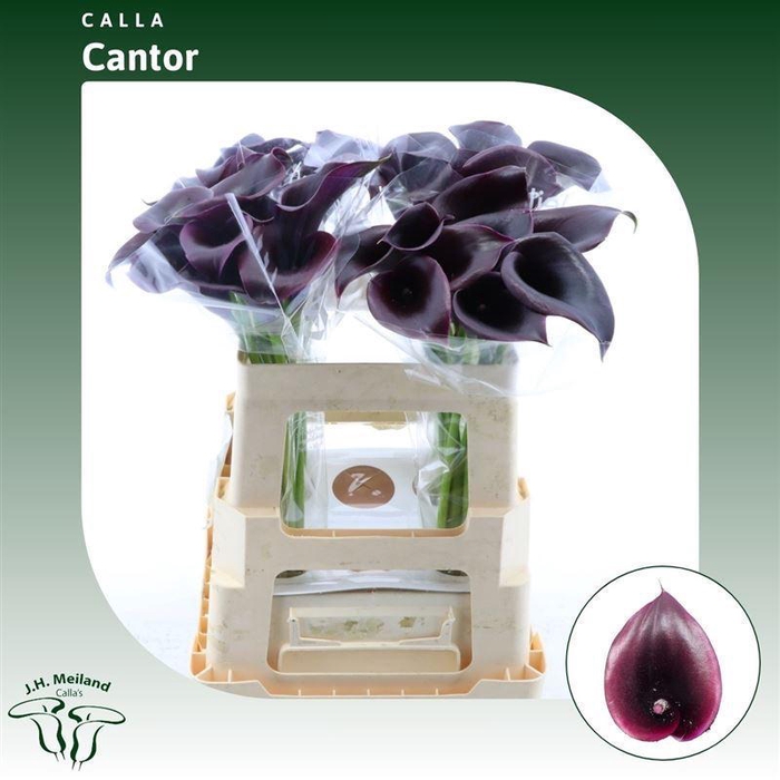 <h4>CALLA CANTOR CALLA CANTOR</h4>
