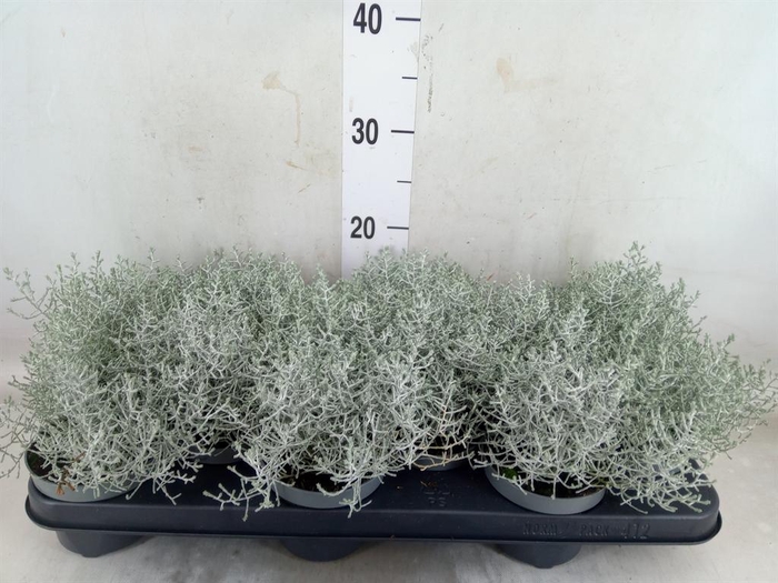 <h4>Leucophyta brownii</h4>