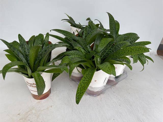 <h4>DRIMIOPSIS MACULATA</h4>