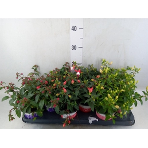 Fuchsia  'Bella Fuchsia'  .mix hang