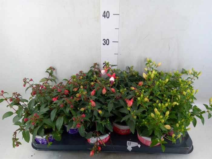 <h4>Fuchsia  'Bella Fuchsia'  .mix hang</h4>