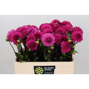 Dahlia Pink Cap
