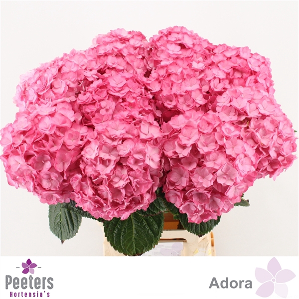 <h4>Adora</h4>