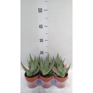 Aloe   ...