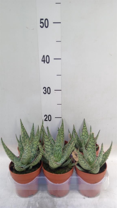 <h4>Aloe   ...</h4>