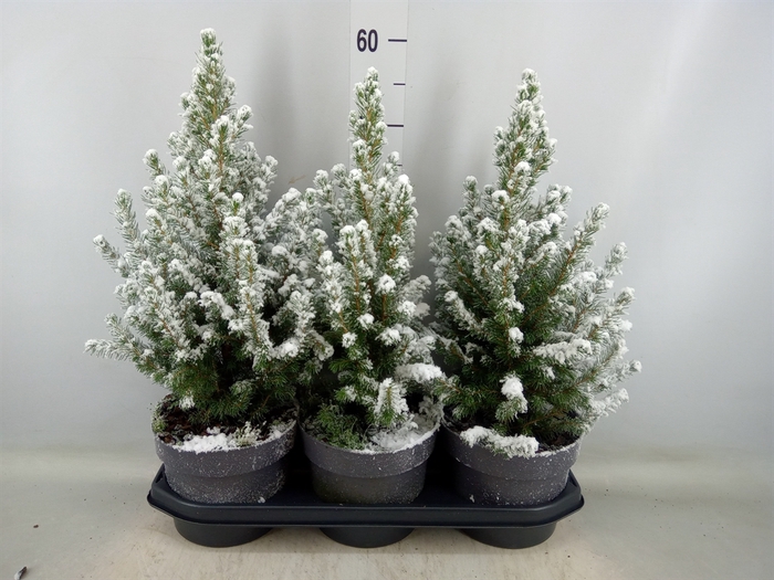 <h4>Picea glauca 'Conica'</h4>