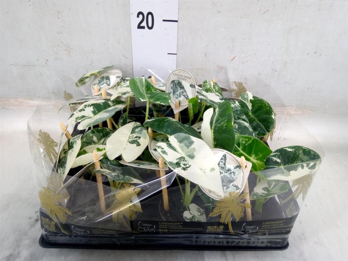 <h4>Alocasia   ...</h4>