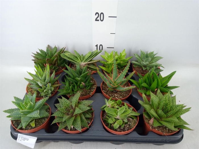 <h4>Aloe   ...mix</h4>