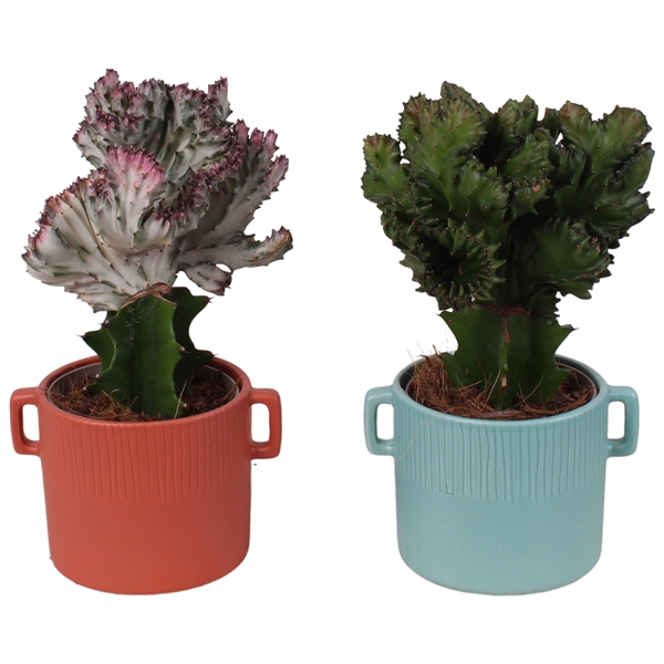 <h4>Cactus mix Euphorbia l. Ø12cm in Ø17cm Ceramic EV463</h4>