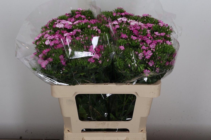 <h4>Di Barb Am Rose</h4>