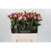 Paeonia Nick Shaylor