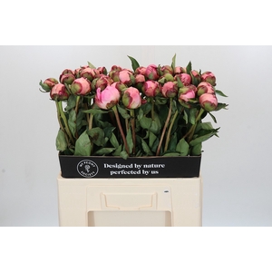 Paeonia Nick Shaylor