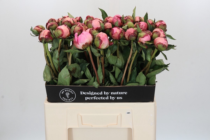 Paeonia Nick Shaylor