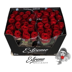 Rozen Red Naomi