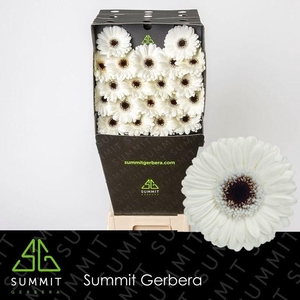 Germini Olaf Diamond