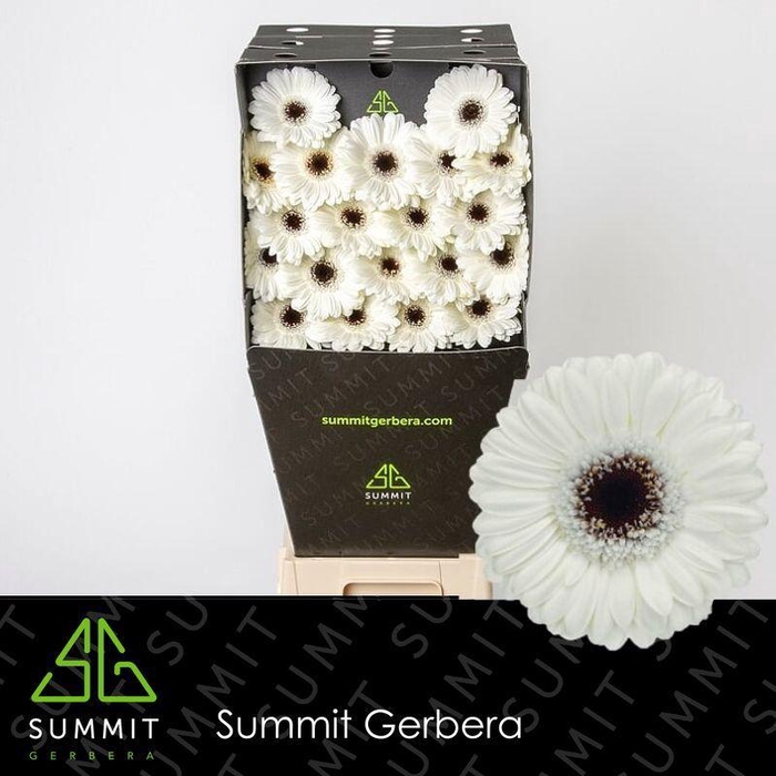 <h4>Germini Olaf Diamond</h4>