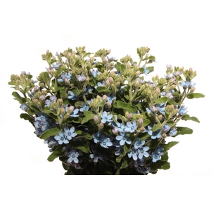 OXYPETAL TAN PUR BLU